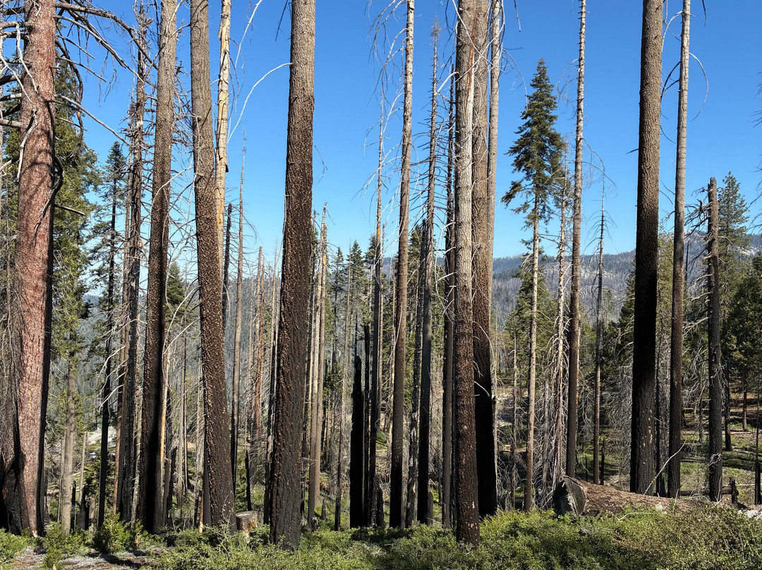 Beetle Rock In Sequoia National Park-Three Rivers必去景点
