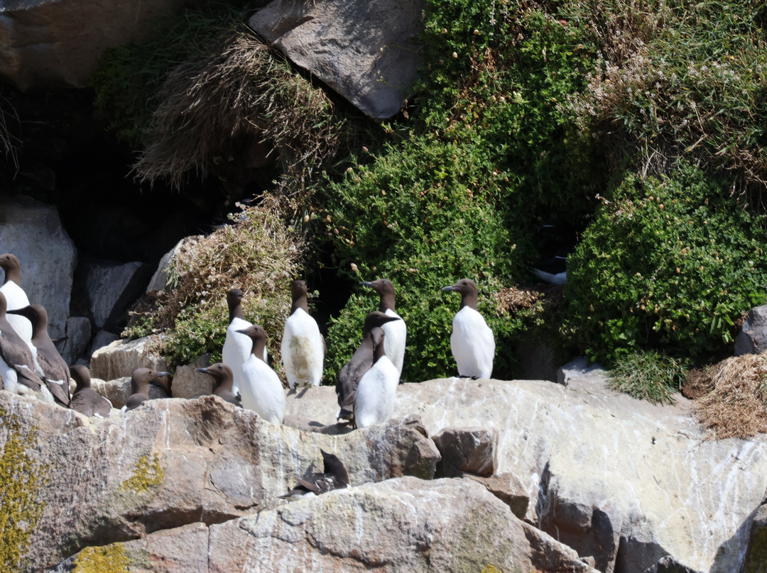 Saltee Islands-Kilmore Quay必去景点