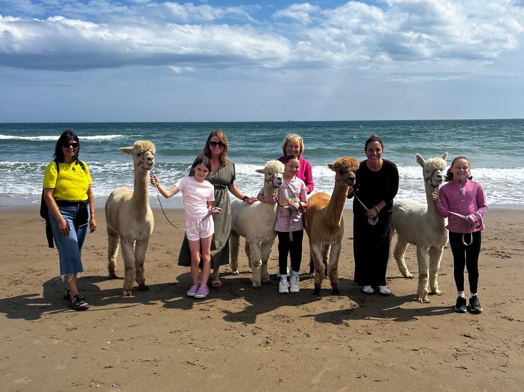 Cranfield Alpacas (alpaca Experiences In The Mournes).-Kilkeel必去景点