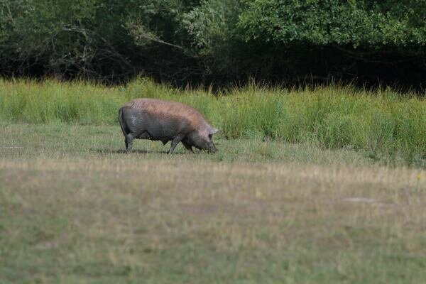 Knepp Wildland Safaris-霍舍姆必去景点