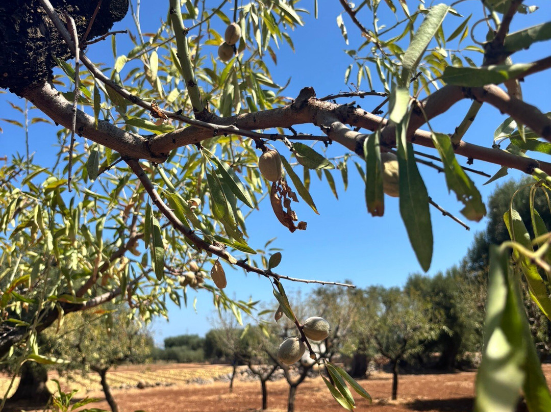 Oleifici Rotondo Luigi Olive Oil Tasting & Farm Tour-莫诺波利必去景点