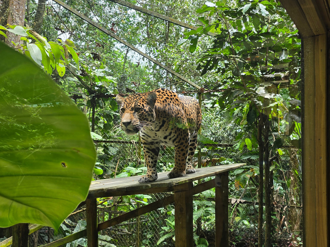 Zoo De Guadeloupe Au Parc Des Mamelles-Bouillante必去景点
