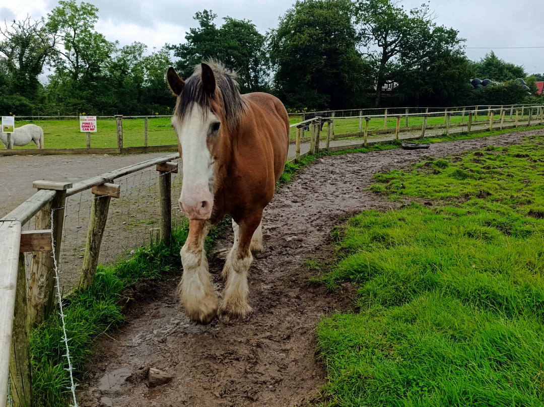 Lurgybrack Open Farm-County Donegal必去景点