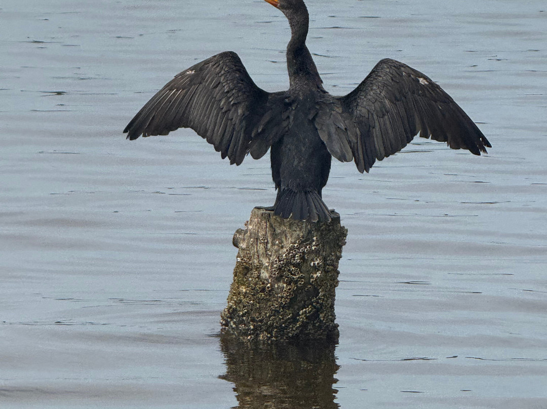 Captain Pete's Lagoon Adventures-Merritt Island必去景点