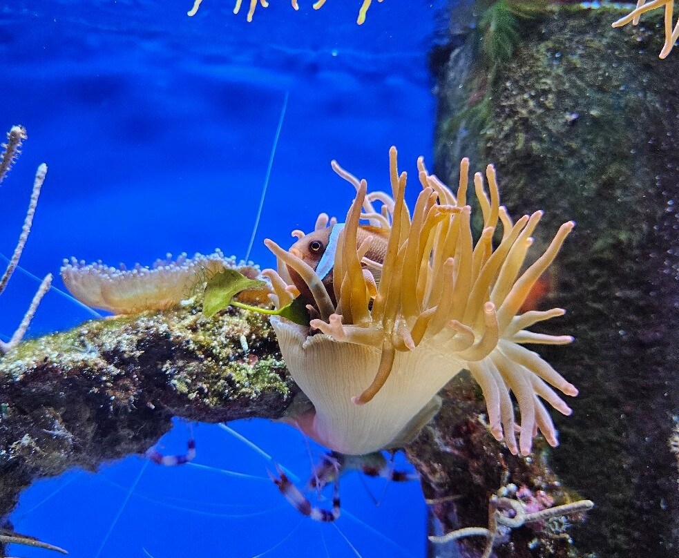 Aquarium de la Réunion-圣吉尔莱班必去景点