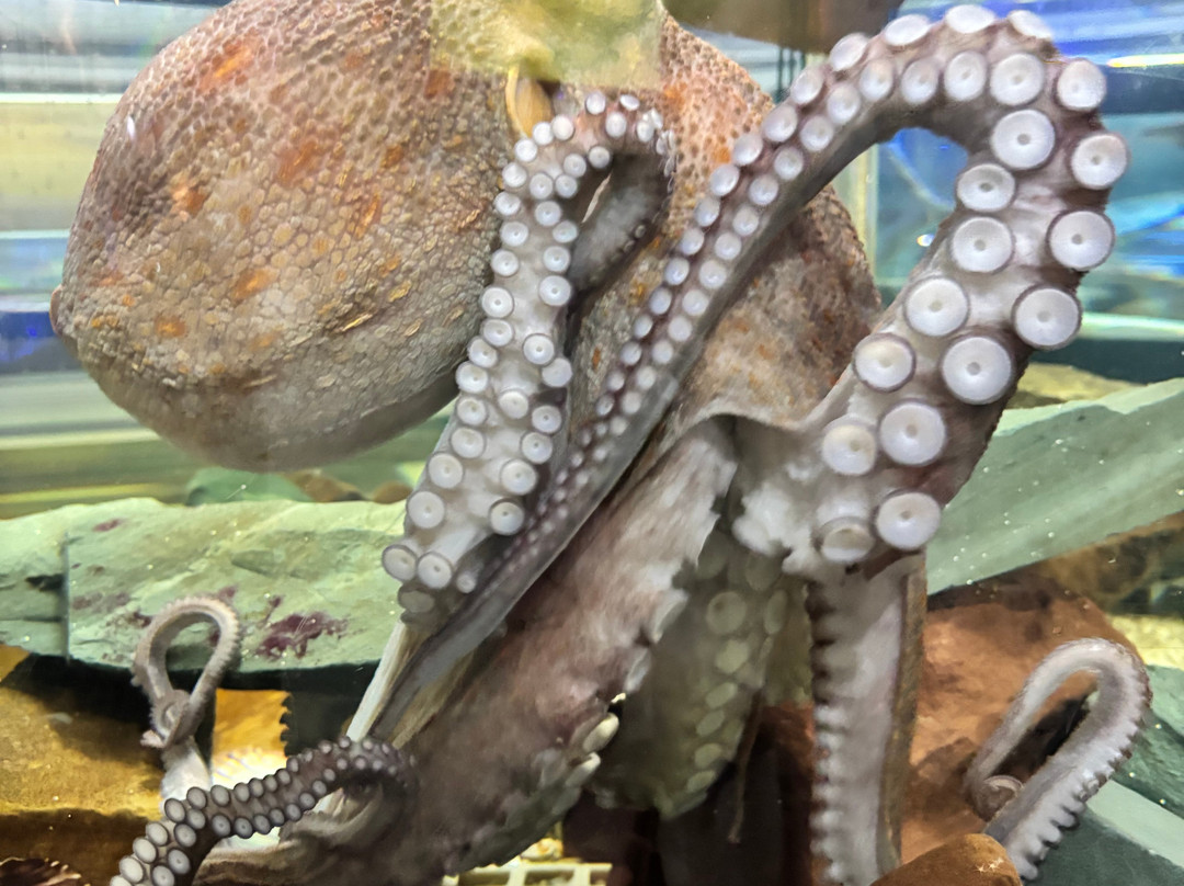Lake District Coast Aquarium-Maryport必去景点