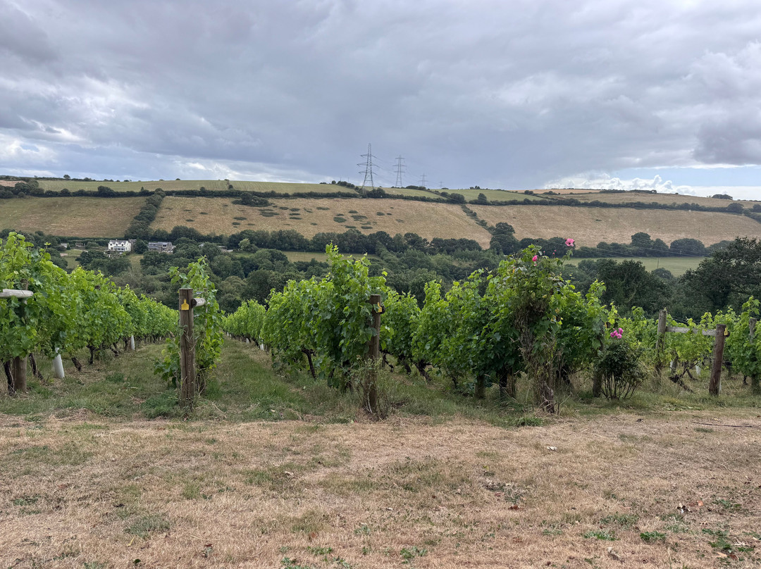 Camel Valley Vineyard-博德明必去景点