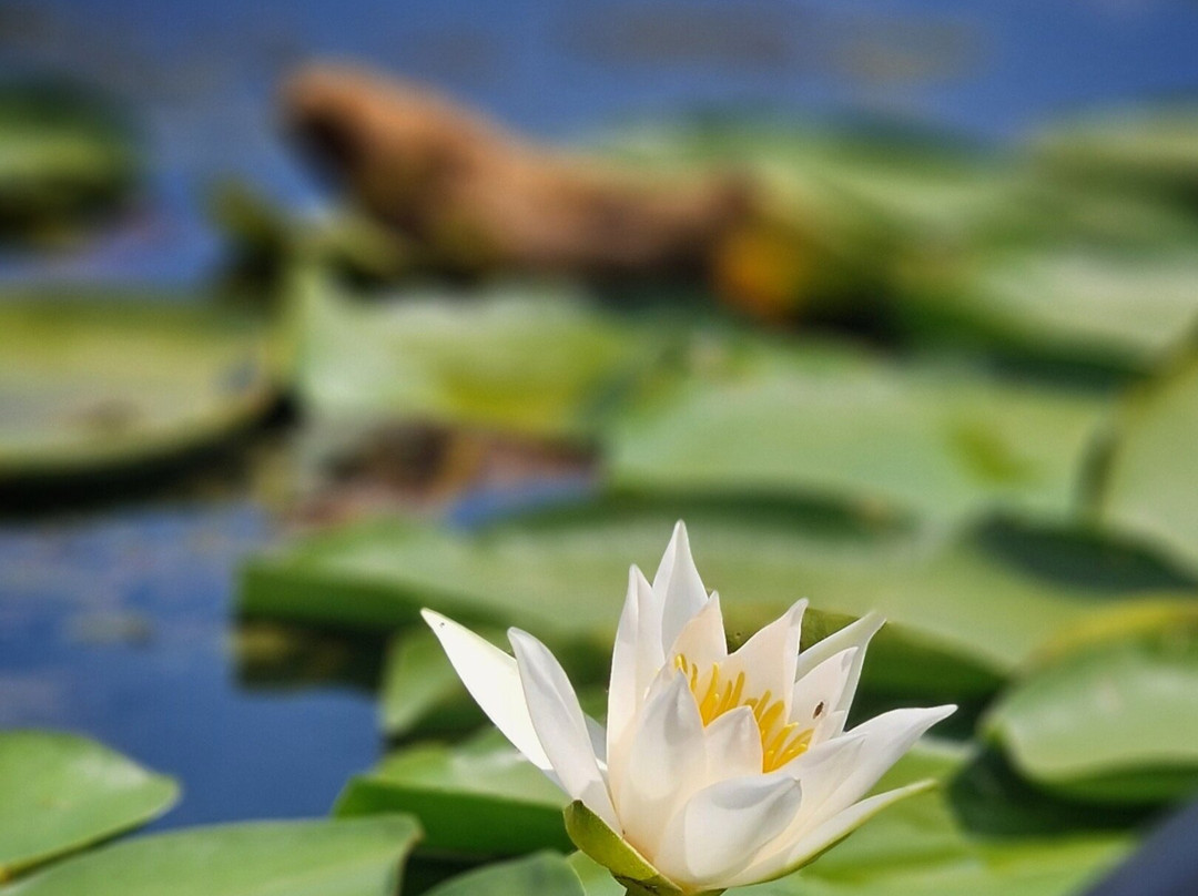 Tours in Delta with John-Crisan必去景点