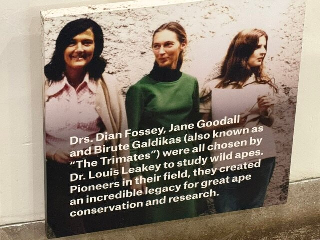 Ellen DeGeneres Campus of the Dian Fossey Gorilla Fund-Kinigi必去景点