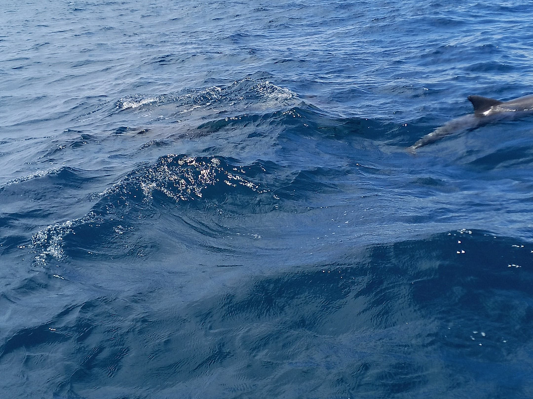 Wasini sea safaris-Wasini Island必去景点