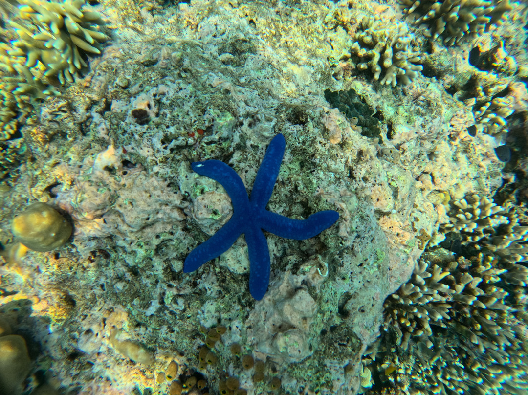 Snorkeling Menjangan-新加拉惹必去景点
