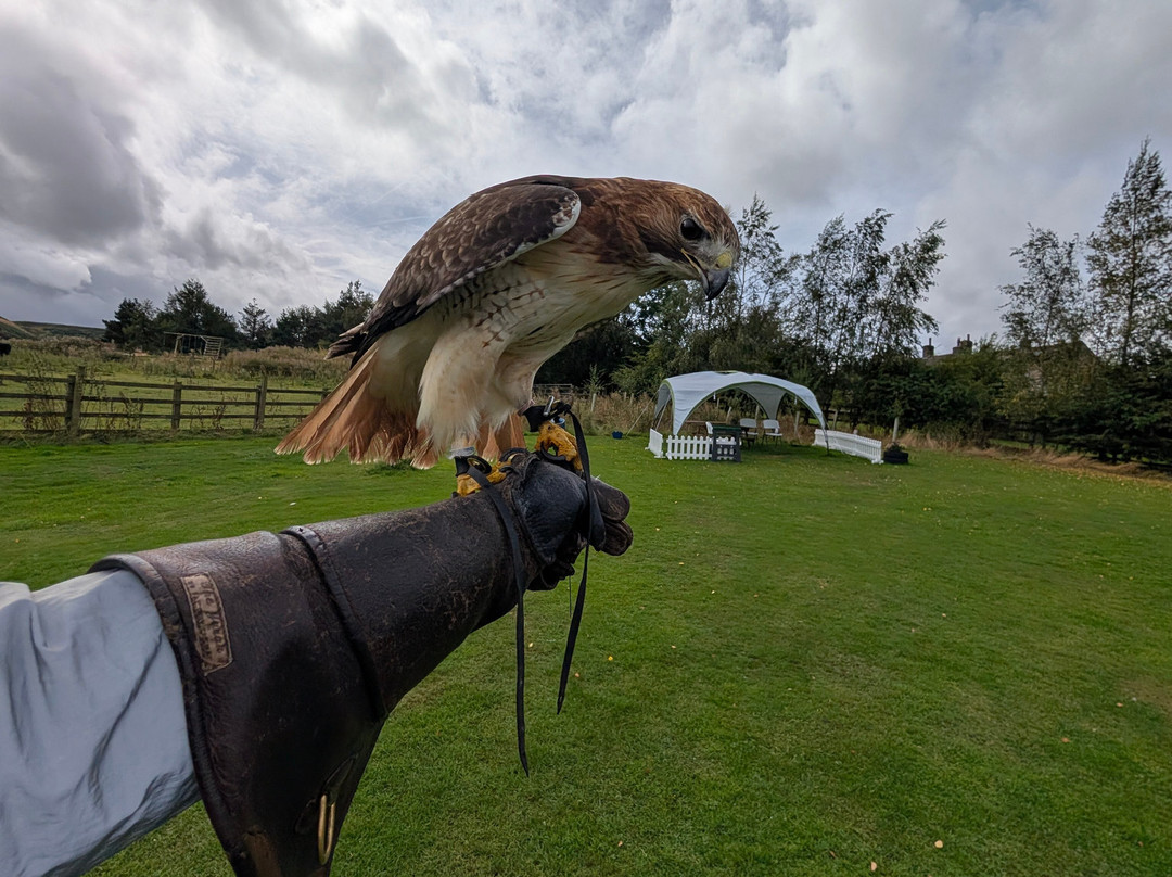 SMJ Falconry-Oxenhope必去景点