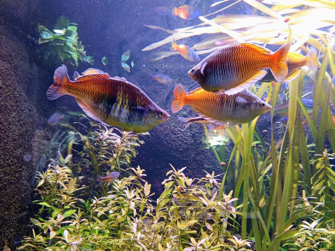 Aquarium du Limousin-利摩日必去景点