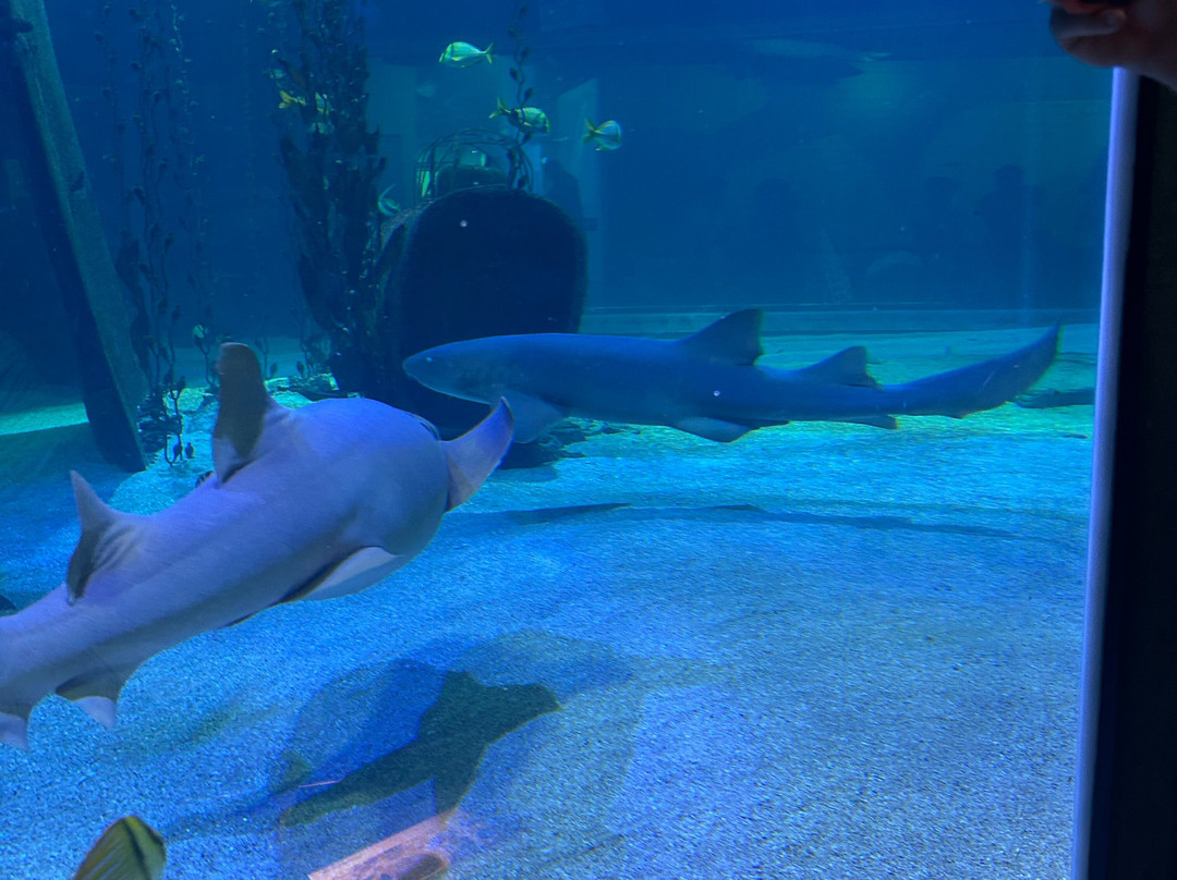 Seaquarium Institut Marin-勒格罗迪鲁瓦必去景点