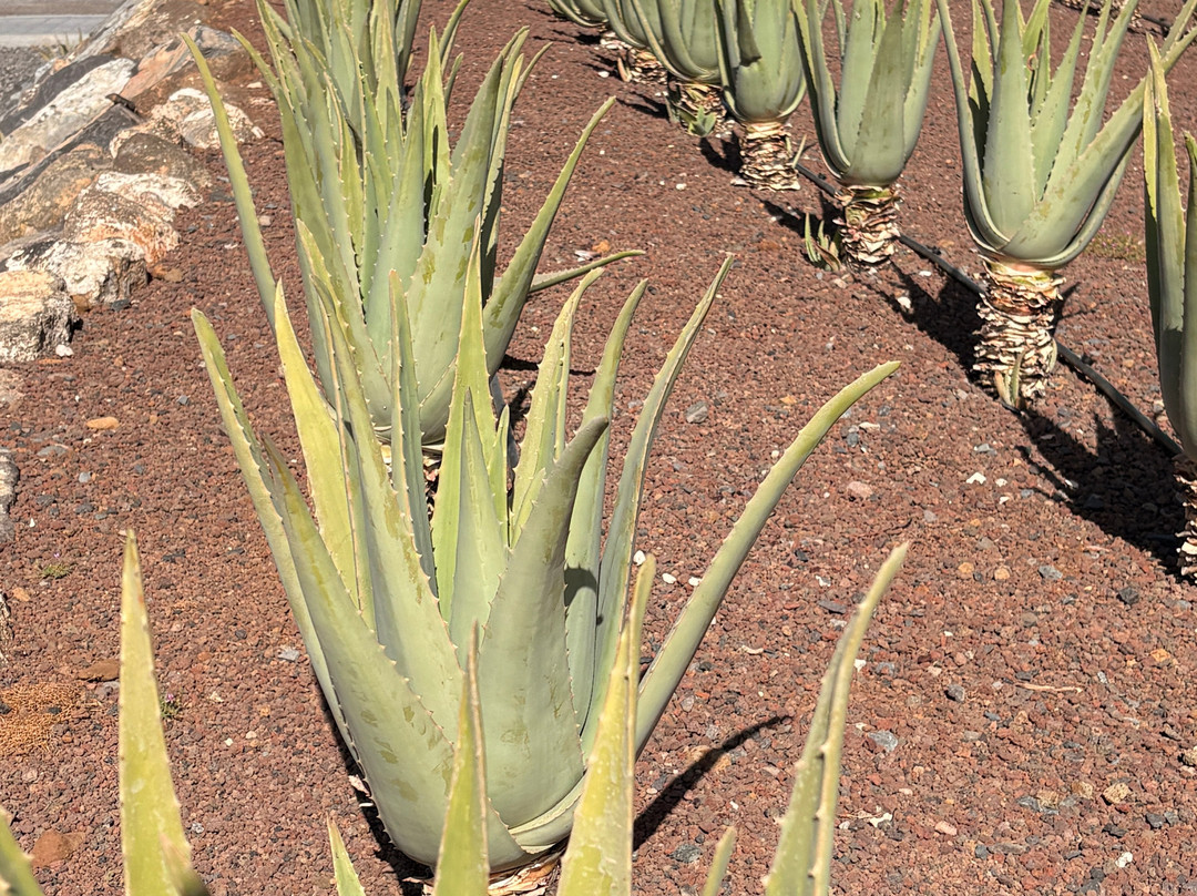 Finca Canarias Aloe Vera-特尔德必去景点
