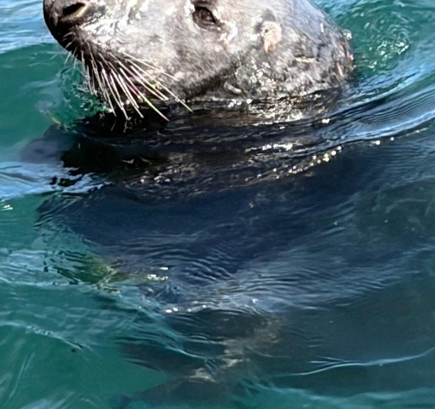 Shetland Seabird Tours - The Noss Boat-Lerwick必去景点