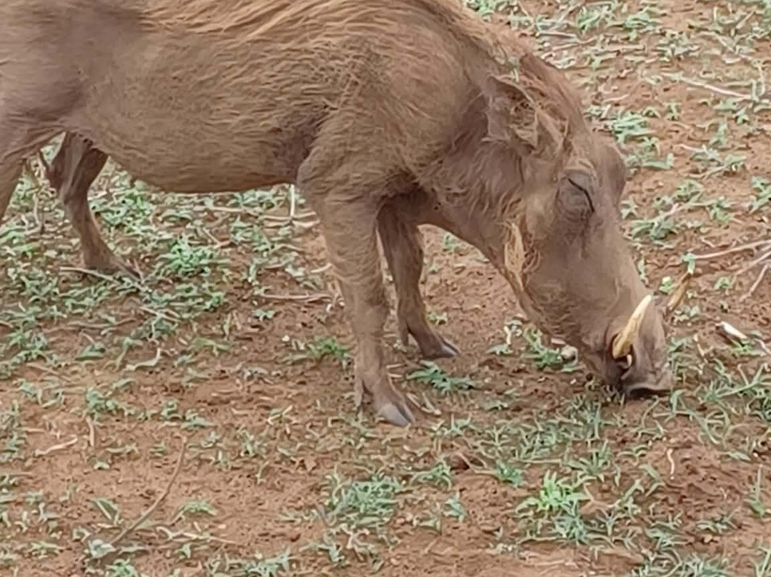 Kruger National Park-尼斯普鲁特必去景点