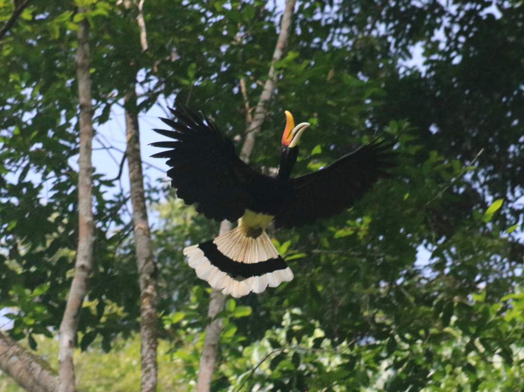 Ethical Trekking Sumatra-武吉拉旺必去景点