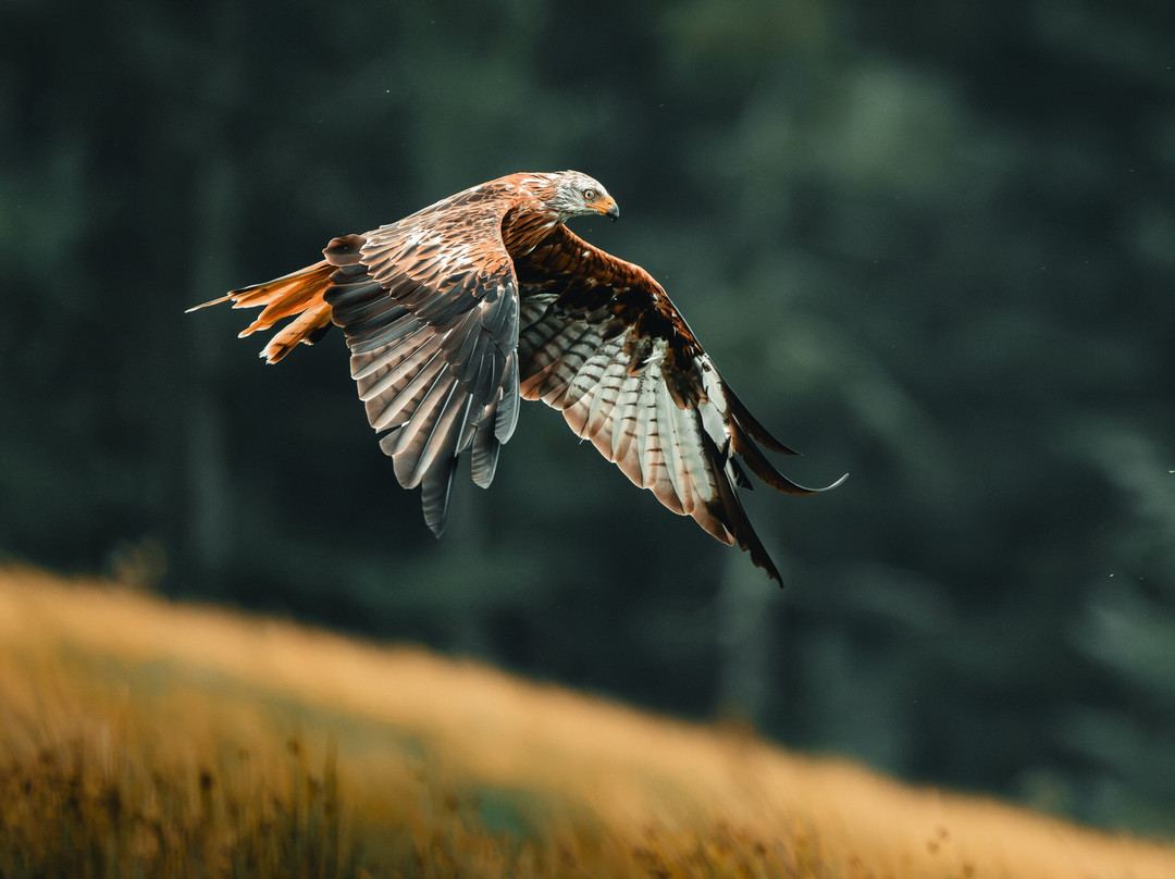 Argaty Red Kites-Doune必去景点
