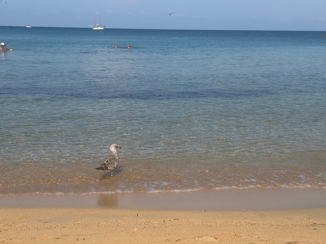 Spiaggia della Purità-加里波利必去景点