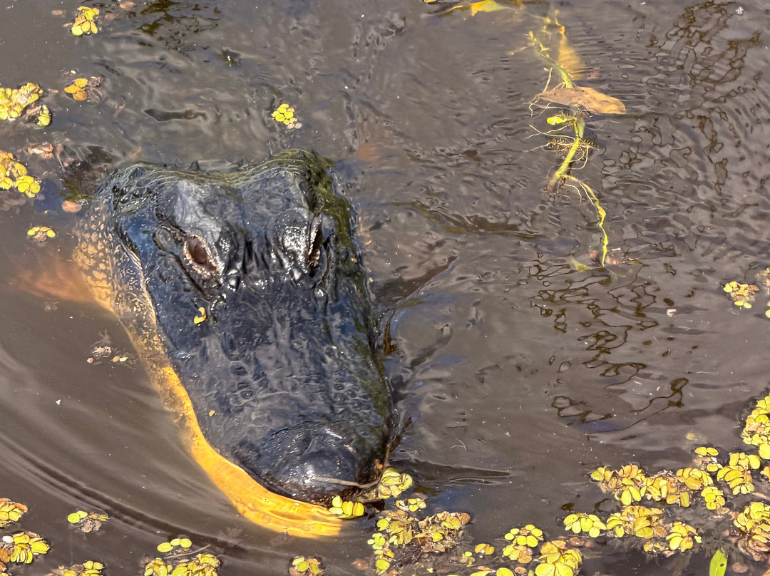 New Orleans Airboat Tours-Marrero必去景点