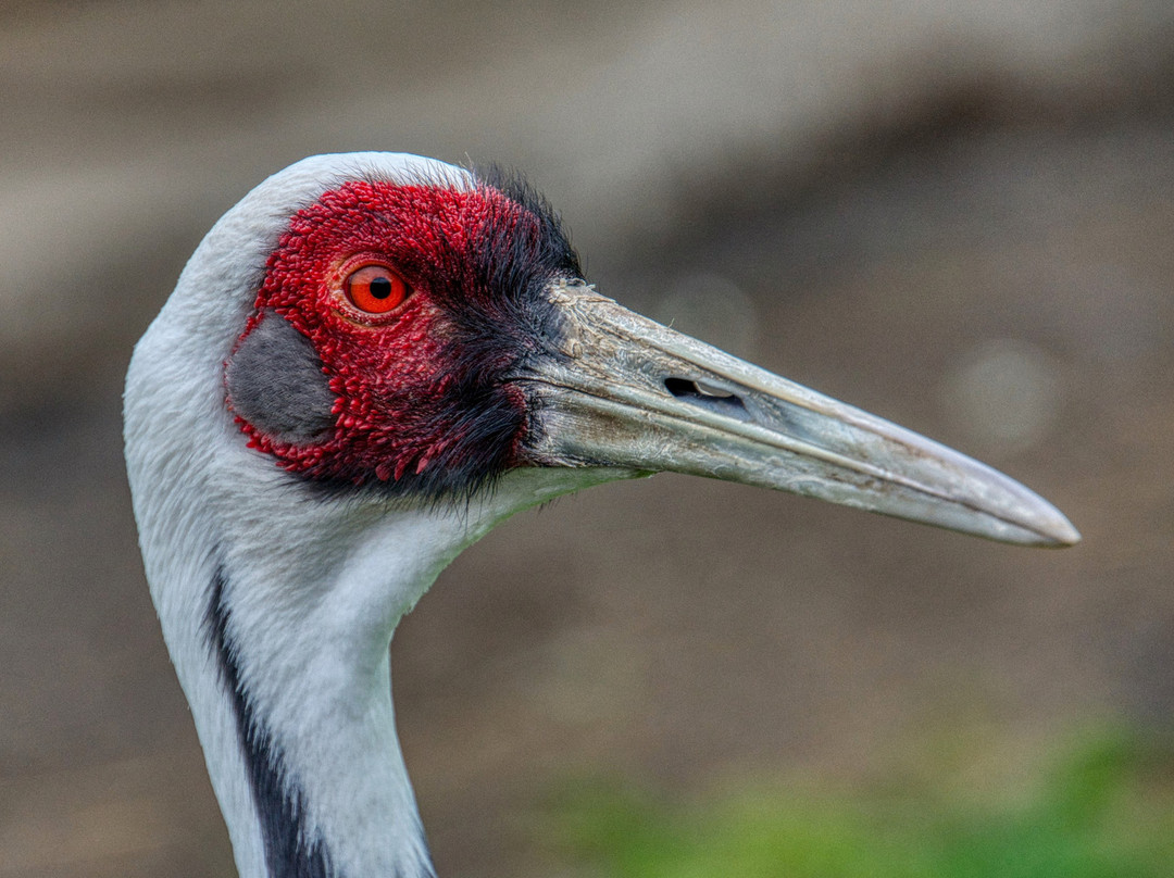 Wildlife Safari-Winston必去景点