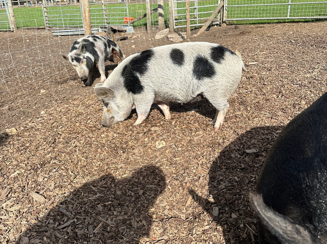 Kew Little Pigs Farm Ltd-Amersham必去景点