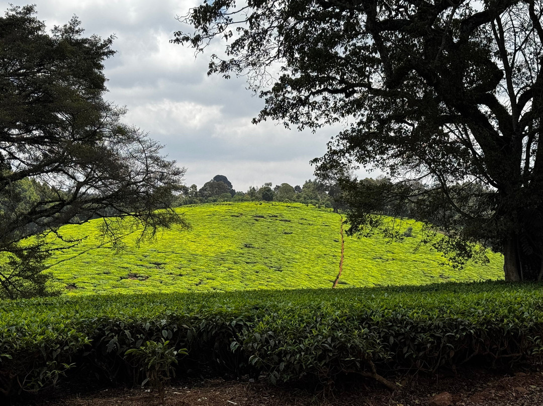 Kiambethu Farm-黎木鲁必去景点