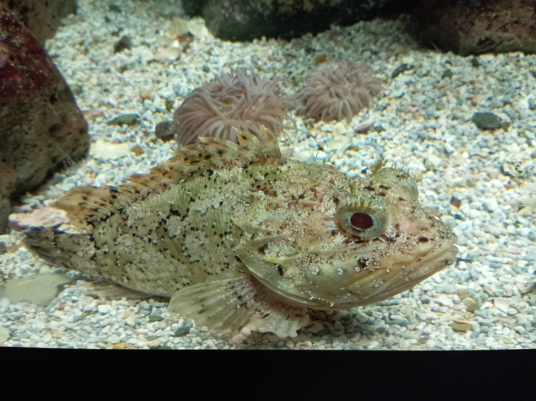 Bioparc Acuario De Gijón-希洪必去景点