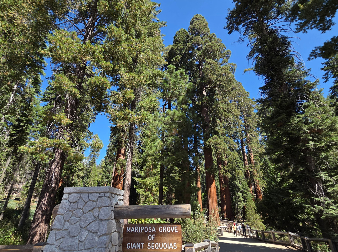 Mariposa Grove of Giant Sequoias-优胜美地国家公园必去景点