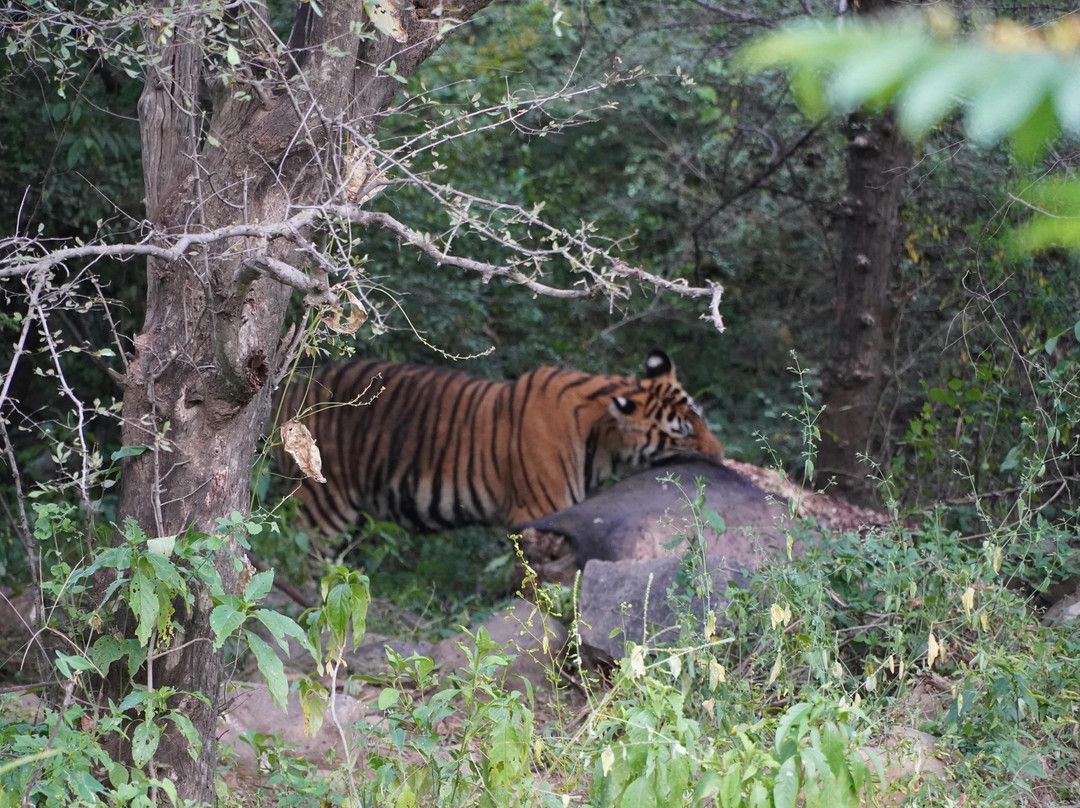 Sariska Tiger Reserve-阿尔瓦必去景点