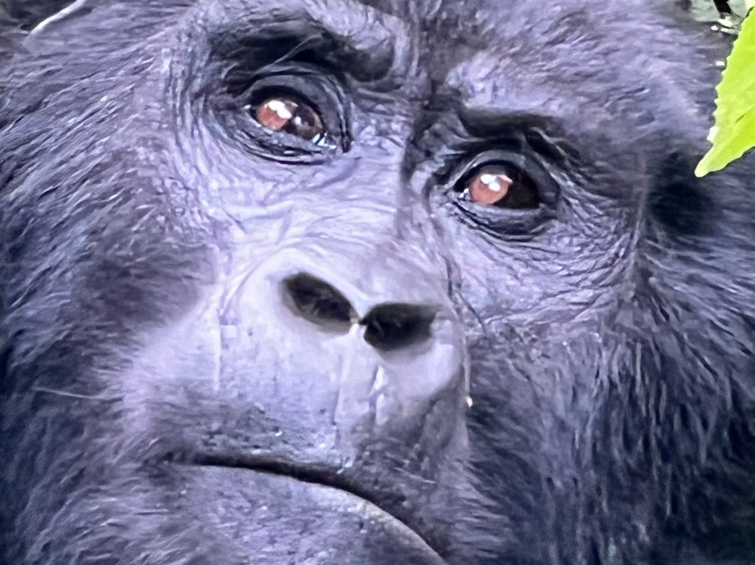 Destinations African Gorilla Limited-卡巴莱必去景点