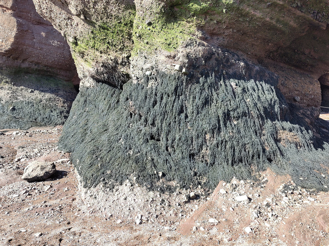 Hopewell Rocks-霍伯威尔角必去景点