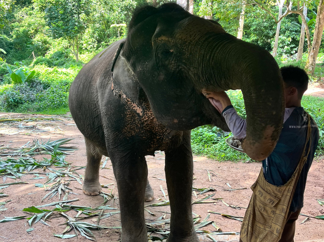 Phuket Elephant Nature Reserve-他朗必去景点