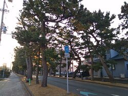 Row of Pine Trees in Kyutokaido景点图片