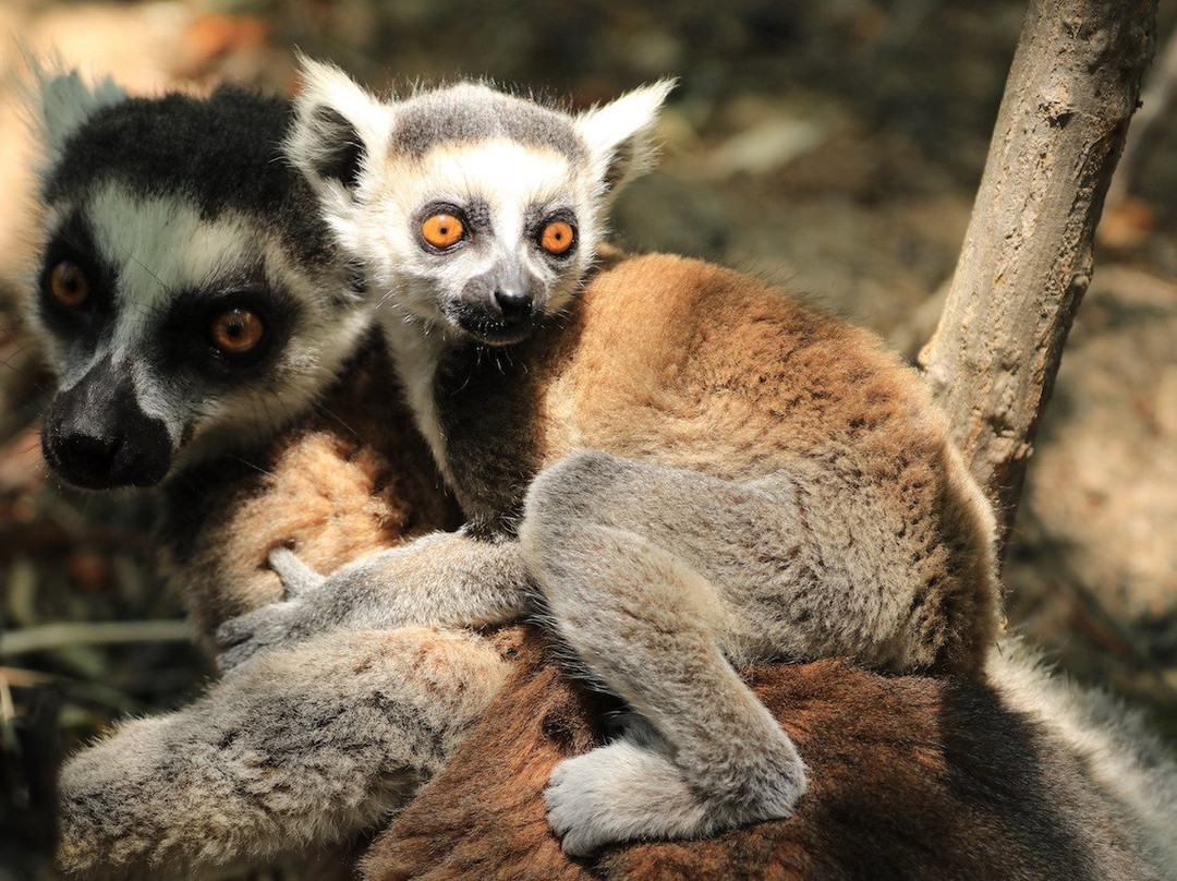 Lemur Tours