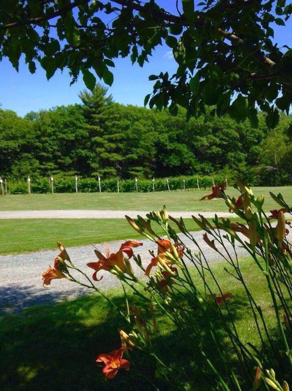 Black Bear Vineyard景点图片