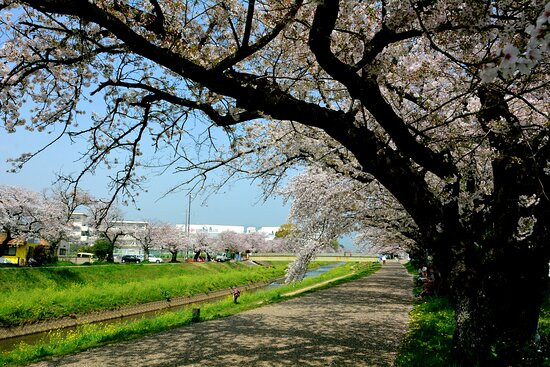 Sanagawa Embankment景点图片