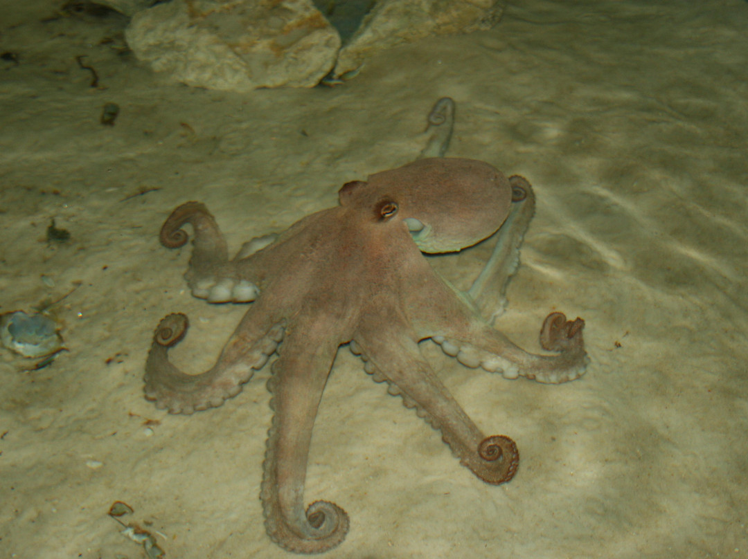 Gulf Specimen Marine Lab & Aquarium