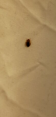 西柯维纳假日酒店主图