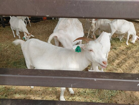 NACF Anseong Farmland-安城市必去景点