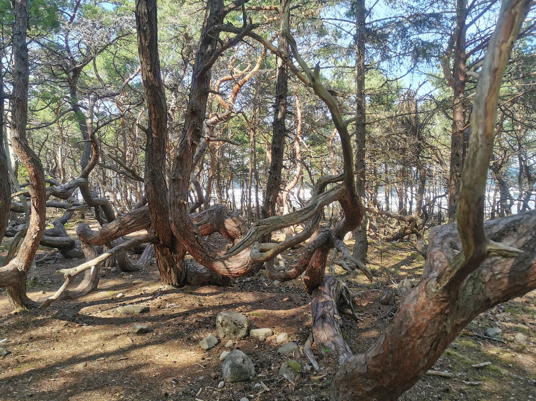 Trollskogen
