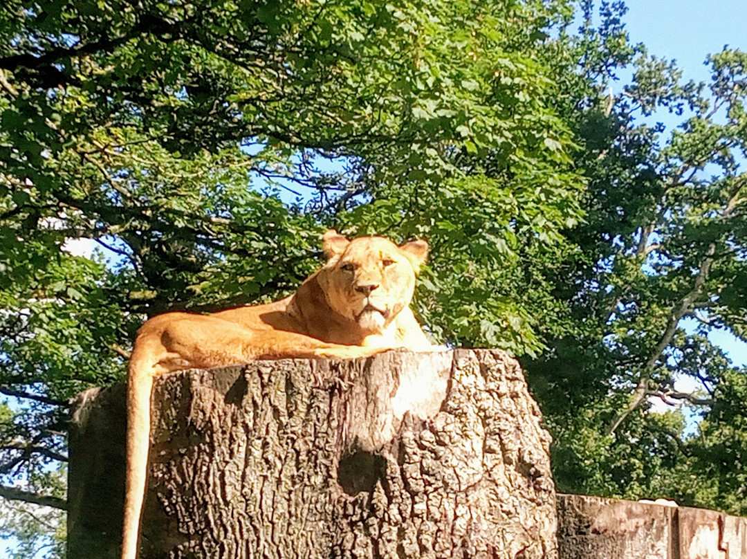 Longleat-沃敏斯特必去景点