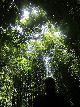 竹林-毛伊岛必去景点