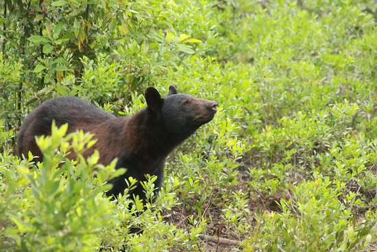 Wildlife Carolina景点图片