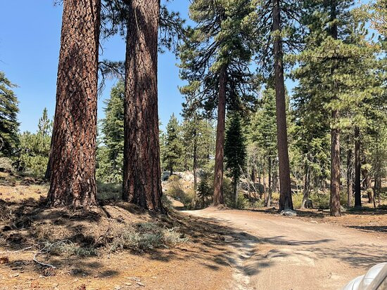 Champion Lodgepole Pine-大熊湖必去景点