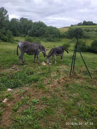 Au Petit Bernerot - Les Gîtes de l'Arbre du Voyageur主图