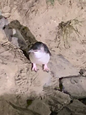 Blue Penguins Pukekura-但尼丁必去景点