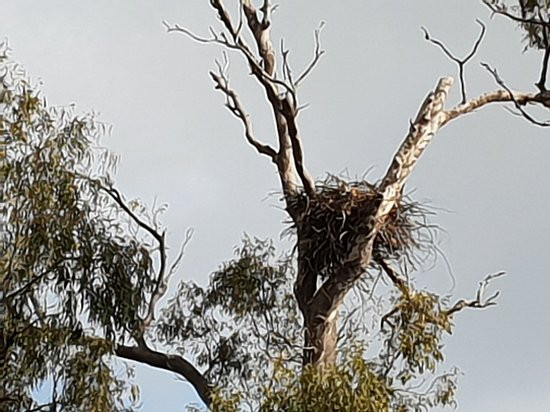 Murray River Adventures-Cohuna必去景点