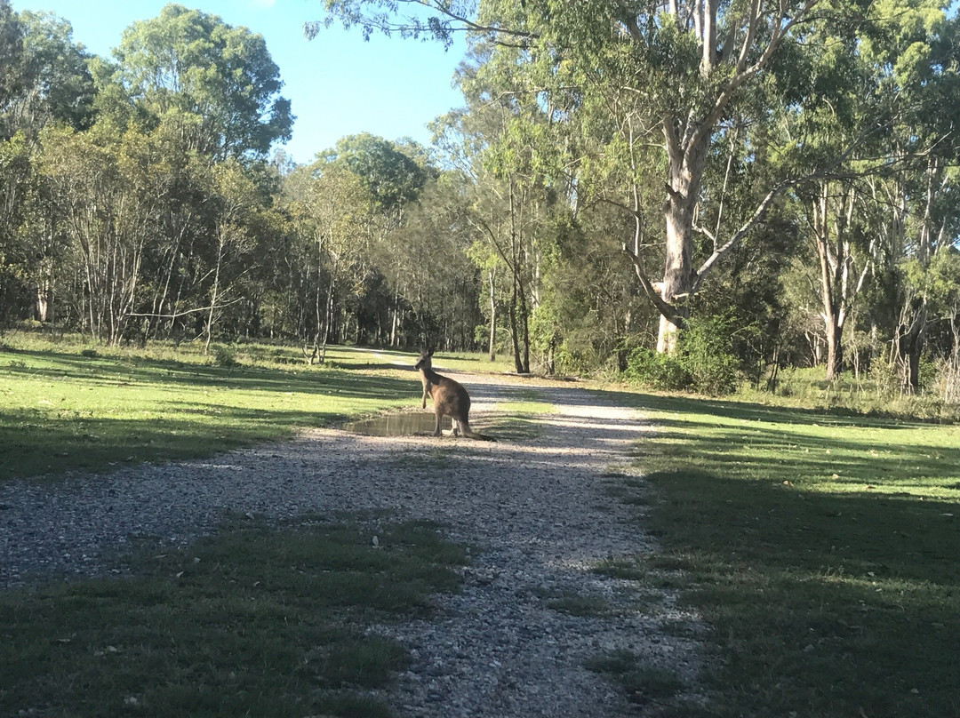 Coombabah旅游攻略图片